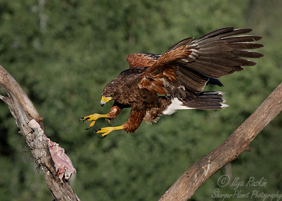 362 Harris's hawk (Parabuteo unicinctus) - TX