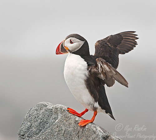 016 Atlantic Puffin (Fratercula arctica) - Machias Seal Island - Canada