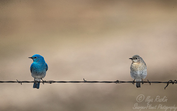 125 Western bluebirds (Sialia mexicana) - CO