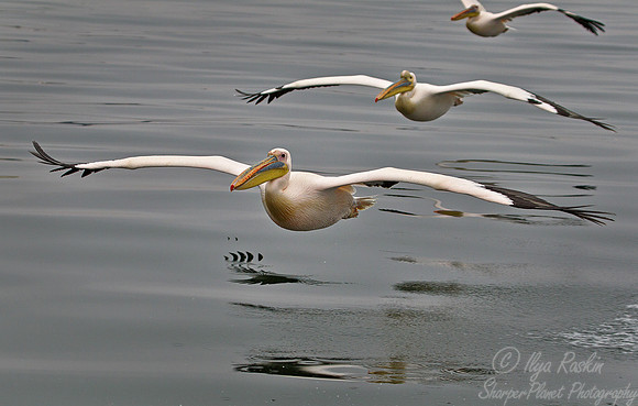 083 Great White Pelicans (Pelecanus onocrotalus) - Namibia