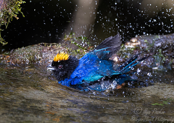 661 Golden-crowned tanager (Iridosornis rufivertex) - Ecuador