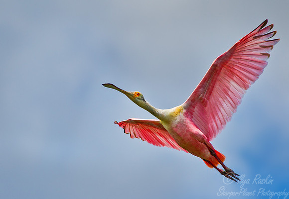 129 Roseate Spoonbill (Platalea ajaja) - LA