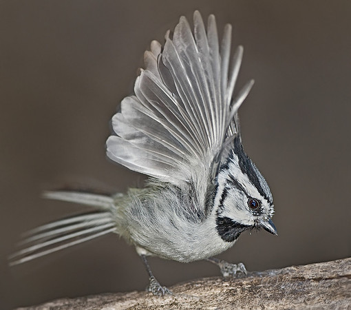 060 Bridal Titmouse - AZ