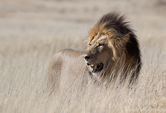 166 Lion (Panthera leo) - Kgalagadi Transfrontier Park SA