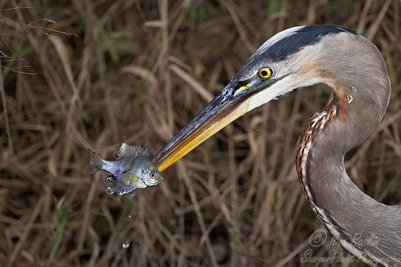130 Great Blue Heron (Ardea herodias) - NC