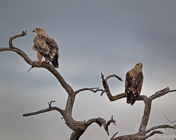 091 Tawny Eagles (Aquila rapax) - Etosha Namibia