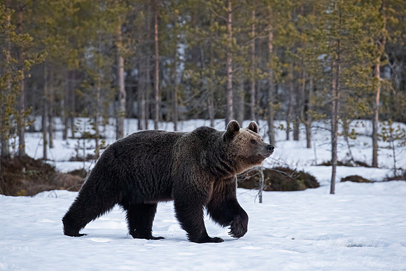 386 Eurasian brown bear (Ursus arctos arctos) - Finland