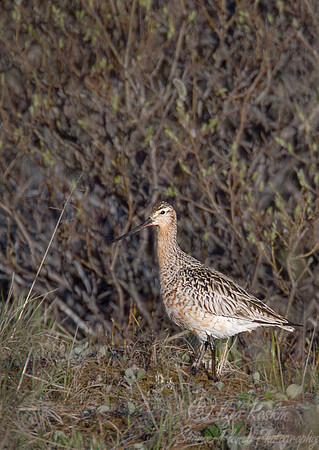 150 Bar-tailed Godwit (Limosa lapponica) - Nome AK