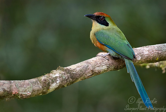 418 Rufous-capped motmot (Baryphthengus ruficapillus) - Brazil Atlantic forest