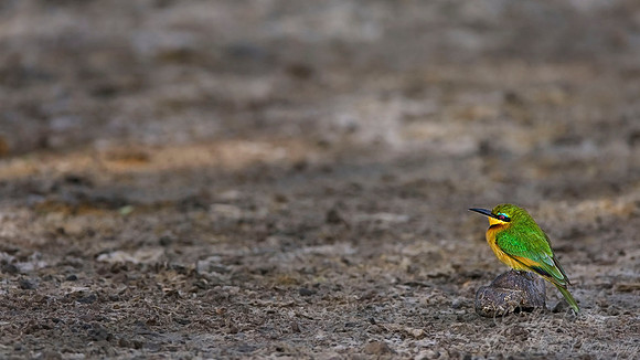 029 Little Bee-eater