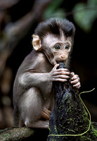 2024 Indonesia Animals and Birds