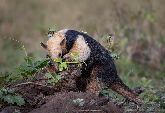 024 Tamandua or Lesser anteater - Pantanal Brazil