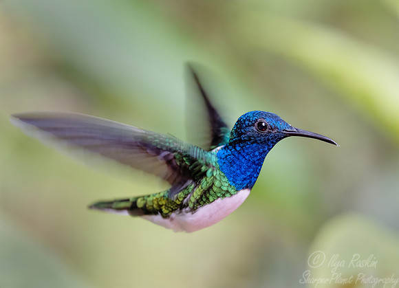 523 White-necked jacobin (Florisuga mellivora) - Ecuador