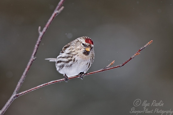 069 Common Redpoll - MN