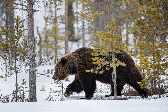387 Eurasian brown bear (Ursus arctos arctos) - Finland