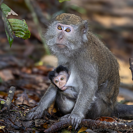 237 Crab-eating or long-tailed macaques (Macaca fascicularis) - Sumatra Indonesia