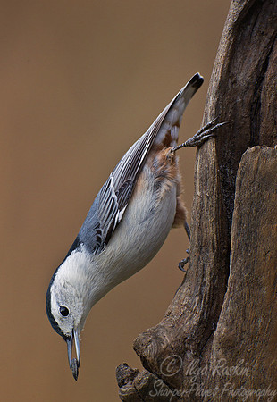 082 White-breasted Nuthatch (Sitta carolinensis) - NJ