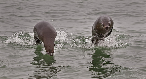 045 Brown Fur Seals (Arctocephalus pusillus) - Namibia