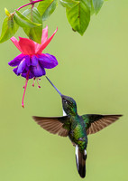 2024 Colombia Hummingbirds