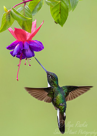 487 Collared inca (Coeligena torquata) - Colombia cloud forest-2