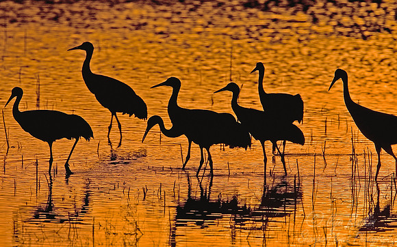 026 Sandhill Cranes - NM