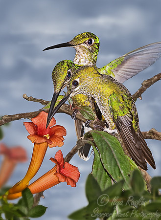010 Green-crowned Brilliant female - Ecuador