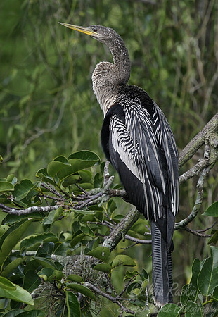 005 Anhinga - FL