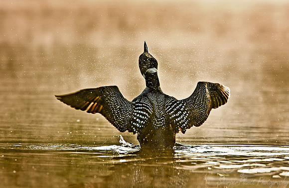 057 Common Loon - MI