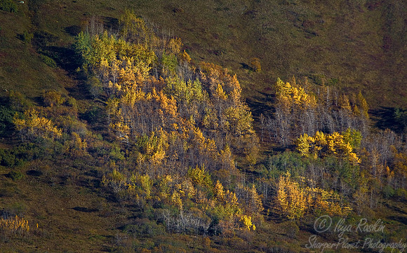 008_Birches in Eastern AK