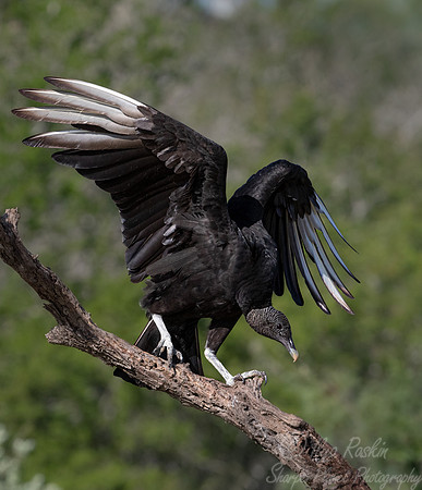 370 Black vulture (Coragyps atratus) - TX