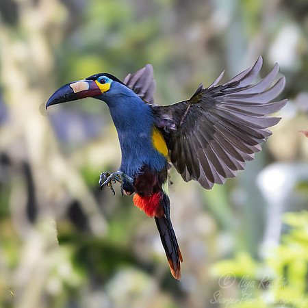 764 Plate-billed mountain toucan (Andigena laminirostris) - Ecuador