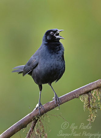 745 Scrub blackbird (Dives warczewiczi) - Ecuador