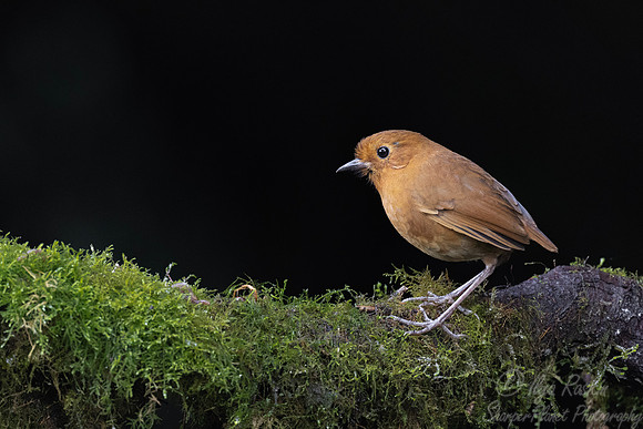 647 Equatorial antpitta (Grallaria saturata) - Ecuador