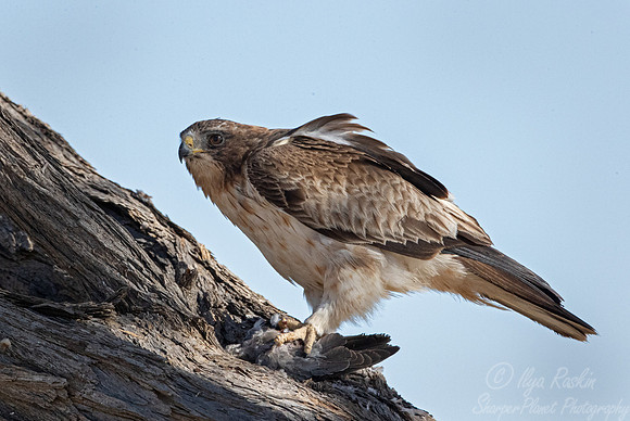 349 Lanner falcon (Falco biarmicus) - Kagalagadi Transfrontier Park SA