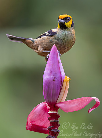 658 Flame-faced tanager (Tangara parzudakii) - Ecuador
