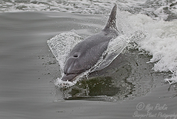 032 Common Bottlenose Dolphin (Tursiops truncatus) - Namibia