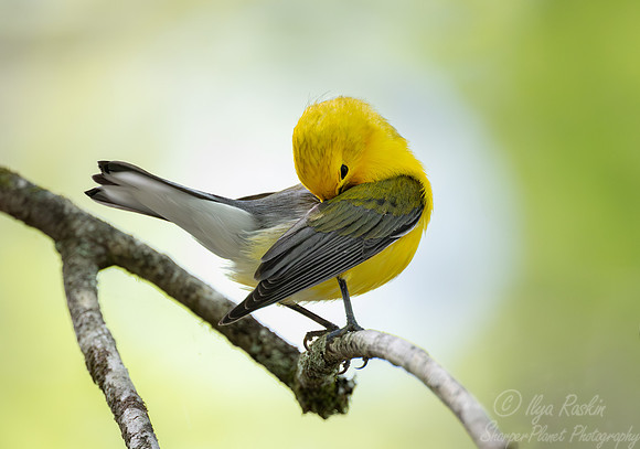 143 Prothonotary warbler (Protonotaria citrea) - SC