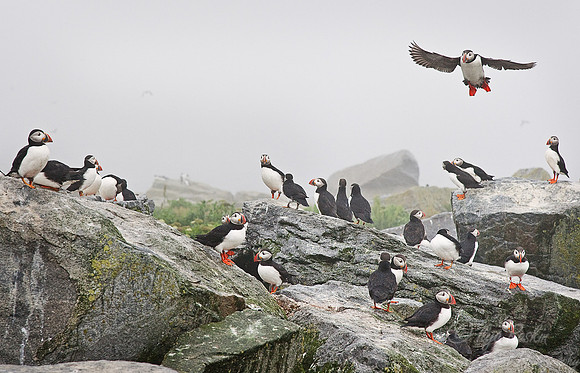 007 Atlantic Puffins (Fratercula arctica) Machias Seal Island - Canada
