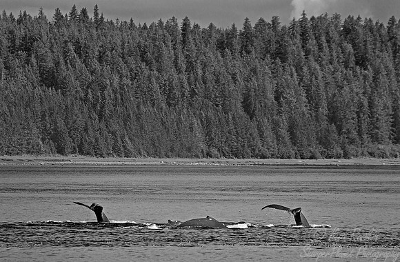 024 Humpback Whales (Megaptera novaeangliae) - AK
