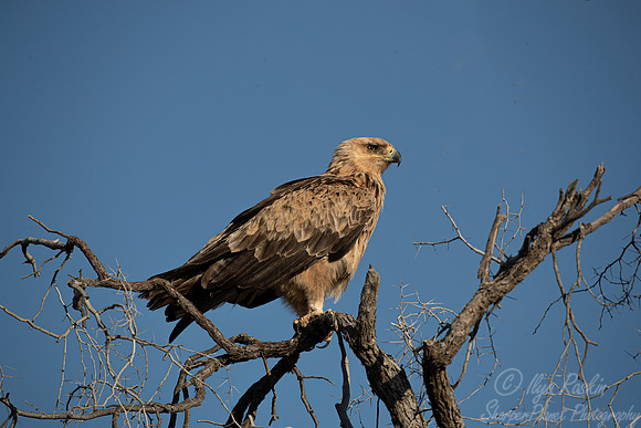 355 Tawny eagle (Aquila rapax) - Kagalagadi Transfrontier Park SA