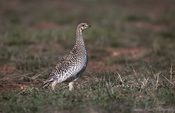 081 Sharp-tailed grouse (Tympanuchus phasianellus) - CO