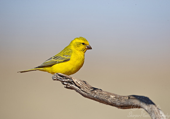 167 Cape canary (Serinus canicollis) - Kgalagadi Transfrontier Park SA