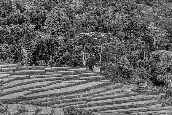 107 Flores Indonesia