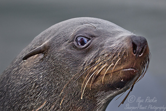 048 Brown Fur Seal (Arctocephalus pusillus) - Namibia