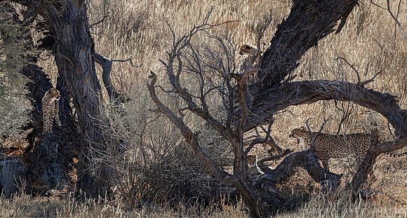 194 Cheetahs (Acinonyx jubatus) - Kgalagadi Transfrontier Park SA