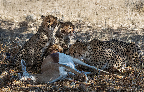 199 Cheetahs (Acinonyx jubatus) - Kgalagadi Transfrontier Park SA