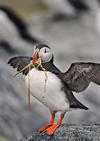 004 Atlantic Puffin - Canada