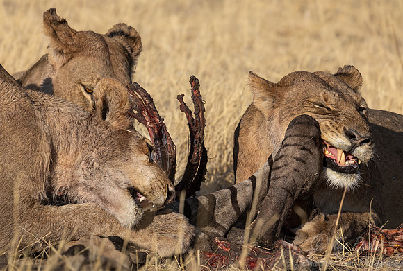 223 Lions (Panthera leo) - Botswana