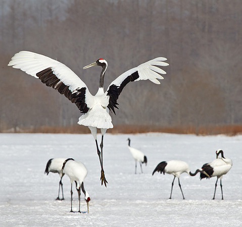 058 Red-crowned Cranes (Grus japonensis) - Hokkaido Japan