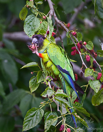 074 Black-hooded Parakeet or Nanday Parakeet (Aratinga nenday) - Argentina